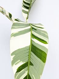 We did not find results for: Xl Ae Ae Royal Hawaiian Variegated Banana Tree Actual Plant Kens Philodendrons