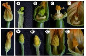 Check spelling or type a new query. Floral Development In Zucchini Top Left Female Zucchini Flower Upper Download Scientific Diagram