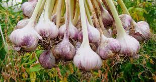 Garlic needs a period of cold, so is best planted in late autumn or early winter. How To Plant And Grow Garlic Gardener S Path