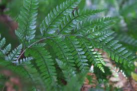 Image result for Cyclosorus interruptus