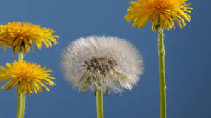 Pin By The Village Shoppes On Dandelion Dandelion Flower Flower Wallpaper Flowers