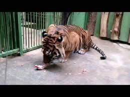 thank you for watching my video please share like comment and subscribe thank you very much to all viewers the tiger that eats de prague zoo zoo prague