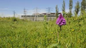 My first orchid this season. Pyramidal Orchid The Wildlife Trusts
