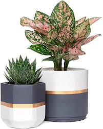 Round, square, long tom pots in assorted sizes. Mkouo Ceramic Planters 12 7cm And 16cm Indoor Flower Plant Pot Set Of 2 Geometric Gardening Pots With Drainage For All House Plants Herbs Gold And Grey Detailing Plants Not Included Amazon Co Uk Kitchen