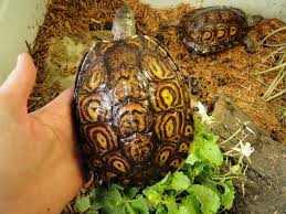 Pin By Nano On Painted Wood Turtle Wood Turtle Turtle Turtle Pond