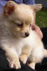 Chihuahua pomeranian mix puppies are great around children as well as being adored by adults. Chihuahua Pomeranian Mix Puppies Petsidi