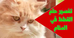 تفسير حلم القطط الصغيرة الملونة بجميع حالاتها animals cats movie posters