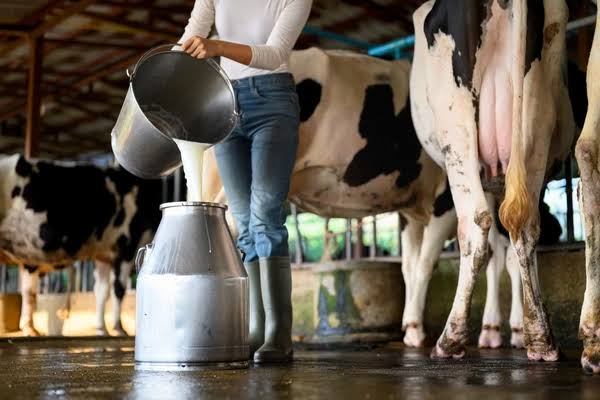 Brasil produz mais de 30 bilhões de litros de leite por ano; projeto cria  programa para fortalecer setor | Jornal Correio