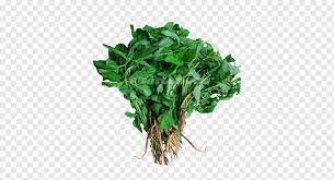 Jangan lupa juga tambahkan temu kunci agar rasanya lebih terangkat. Selada Air Sayuran Daun Peterseli Hijau Segar Daun Sayur Daun Bayam Png Pngwing