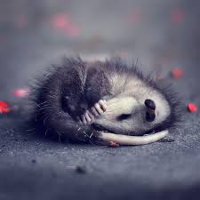 Hairless baby opossum gets a new wardrobe. dogonews. 36 Awesome Possums And Opossums Bored Panda