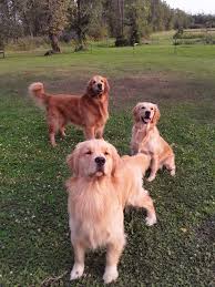 Millstone kennel is the final breeder on my list. All About Furever Dog Ma Furever Dog Ma