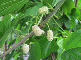 The scientific name of mulberries differs a deciduous tree grows up to 12 meters tall and 15 meters broad. White Persian Mulberry Restoring Eden