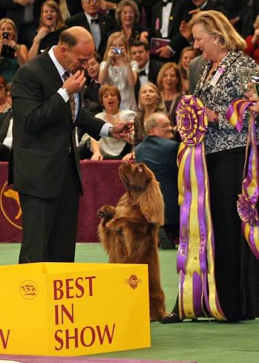 List of Best in Show winners of the Westminster Kennel Club Dog Show -  Wikipedia