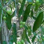 Image result for Rinorea angustifolia