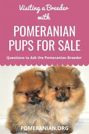 Pomeranian Puppies Pomeranian Puppy Pomeranian Puppy For Sale Puppies For Sale
