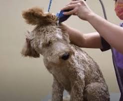This is because shed fur gets caught by their tight curls. Labradoodle Grooming Guide 2021 Lots Of Pictures We Love Doodles