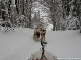 Mais surtout, les chiens races de chiens de traineaux husky?bref, afin de vous aider à faire du chien de traineau, à un prix abordable (moins de 50€), j'ai fait la liste des stations de ski qui vous proposer de partir en balade c hien de traineau (la plus part du temps accompagné) pour un tarif correct. Bapteme De Chiens De Traineau Au Schnepfenried Avec Reve De Nord Mon Week End En Alsace