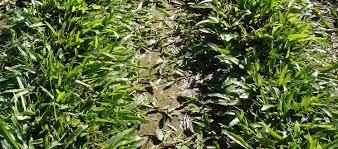 The plant's vigor and tolerance of heat, drought and heavy foot traffic make it an ideal choice to colonize difficult to maintain, low nutrient areas. Turf Finder Broadleaf Carpet Grass Axonopus Compressus Turf Finder