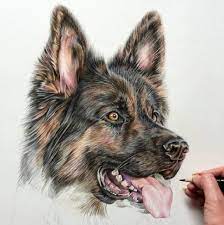 5b and 2b faber castell pencils. Photoreal Pet Sketches Realistic Drawing