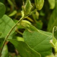 Image result for Rhynchosia viscosa