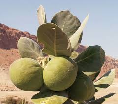 Image result for Calotropis gigantea