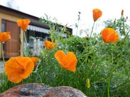 Words that start with c. 13 Captivating Flowers That Start With C