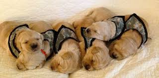 Pin On Pets For Vets