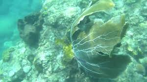 Dominica was the second to the last stop on our 2014 cruise, and the reason for booking this particular cruise. Dominica Part I Champagne Reef Snorkel Trip Youtube