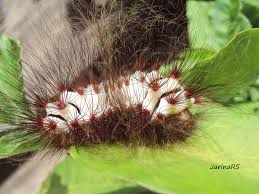 Image result for Sopubia lanata