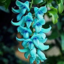 Image result for Strongylodon macrobotrys