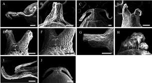 Image result for Cleistachne sorghoides