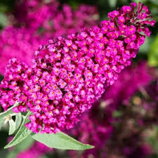 Image result for Buddleja davidii