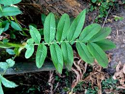 Image result for Hagenia