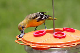 You can buy special oriole jelly in plastic bottles at many orioles are attracted to the colour orange, so many of today's feeders use the colour to catch the. Grape Jelly Eaters Back Yard Biology