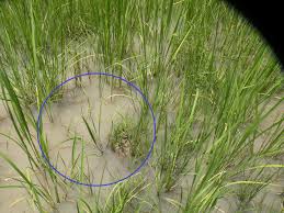 Image result for Burnatia enneandra