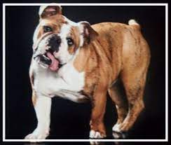 According to google australia kw planner, the average monthly search for puppies for sale in brisbane was 8,100 from october 2020 to september 2021. Breeders Sa Abca
