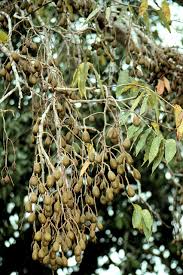 Image result for Cedrela