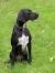 English Pointer Puppies