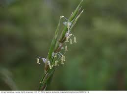 Image result for Mellera submutica