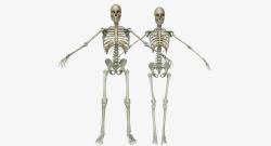 Organs and bonesatlas has all the information of human organs and skeleton for medical students. Female Human Anatomy 3d Models Stlfinder