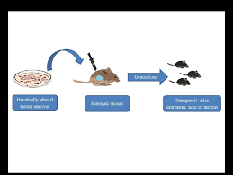 Even though cats get this problem half as often as dogs, almost. Transgeneic Murine Model For Human Breast Cancer Research Download Scientific Diagram