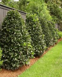 Image result for Ilex latifolia