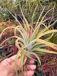 Image result for Alvesia cylindricalyx