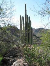 To need someone or something for help or support. Native Plants Arizona Department Of Agriculture