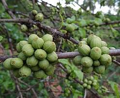 Image result for Coffea zanguebariae