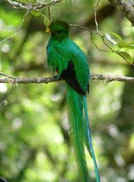 Birds That Start With A P Green Quetzl Bird Bird Birds Pretty Birds