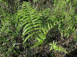 Image result for Cyclosorus interruptus