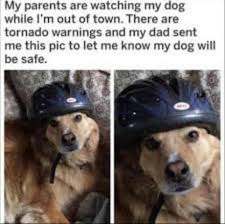 Each time you define your objectives and create a path for meeting them, you'll have a better chance of using your time wisely. Dog Parenting Goals 9gag