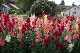 Keep reading to learn more about good annual plants for cold climates. Easy To Grow Hardy Annuals Floret Flowers