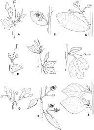 Image result for Schlechterina